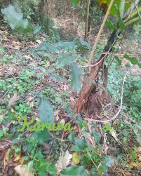 Image result for Hippocratea africana