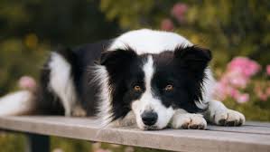 Border Collie Kopegi Ozellikleri Ve Bakimi Renkli Pati