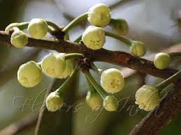 Image result for Garcinia punctata