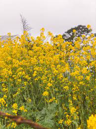 It is definitely below the average level by local standards. 5 Wildflower And Flower Fields In The Bay Area A Charming Escape