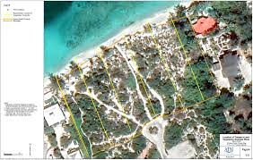 Image result for Siphonochilus parvus