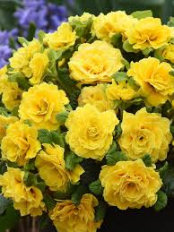 Image result for Primula