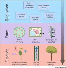 In these plants the constituents of cell wall contributes 95% of the dry weight of wood. Regulation Of Cell Wall Thickening By A Medley Of Mechanisms Trends In Plant Science