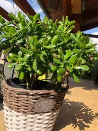 Image result for Crassula maputensis