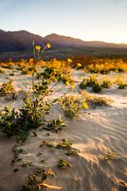 Check out our anza borrego art selection for the very best in unique or custom, handmade pieces from our shops. Anza Borrego Photo Wildflower Sunrise Desert Etsy In 2021 Desert Aesthetic Desert Photography Wildflowers Photography