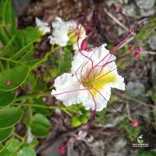 Image result for Delonix