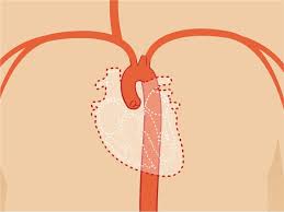 It is believed to be a part of the urethral sponge. G Spot In Women What It Is How To Find It And Sex Positions