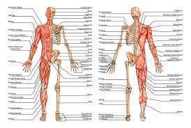 Tulang yang tersusun dengan teratur apabila tulang itu bersambungan. Pengertian Sistem Organ Manusia Jenis Macam Ciri Fungsi