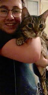 Lost grey cat named Ranger in Englewood