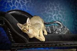 See more ideas about cats, oriental cat, siamese cats. Breeders The Petbus