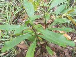 Image result for Pentadesma