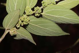 Image result for Trema sp A