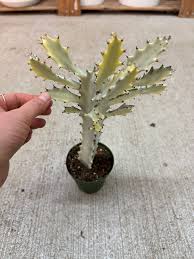 Image result for Euphorbia whyteana
