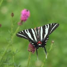 Image result for Buchnera chisumpae