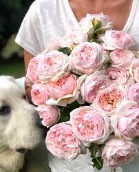 Check spelling or type a new query. Gracerosefarm Evelyn Roses Grace Rose Farm Rose Beautiful Blooms