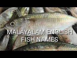 Mackerel is actually a term which is used for different species of fish that belong to the scombridae family, including cero, atlantic, king and spanish. Fish à´®à´¤ à´¸ à´¯ Youtube