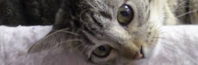 Both pet food and pet health care make up large portions of spending, while apps geared toward pet owners also have potential. Success Stories