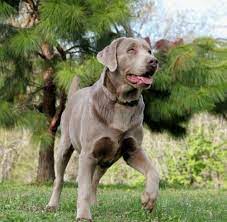 We are english labrador retriever breeders in central minnesota. Silver Lab Breeders Labrador Retrievers For Sale Silver Lab Puppies Chocolate Silver Lab Puppies Silv Silver Lab Puppies Labrador Retriever Puppies Lab Puppies