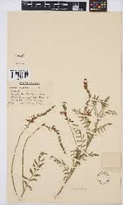 Image result for Indigofera sordida