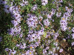 Pin On Gardening