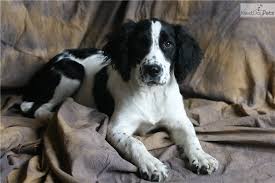 I produce liver & white, black and if we do not have any english springer spaniel puppies for sale today you can always get on the. Ms Iowa English Springer Spaniel Puppy For Sale Near Waterloo Cedar Falls Iowa F20449e6 1e61