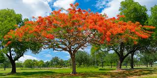 It has also been called flamboyant and, along. The Best Backyard Shade Trees Living Color