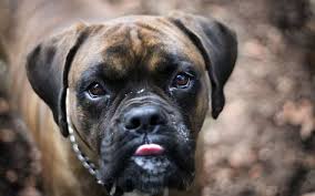 Indir Duvar Kagidi Boxer Bulldog Kopek Buyuk Kopek Evcil Hayvan Bulldog Buldog Buyuk Kopekler