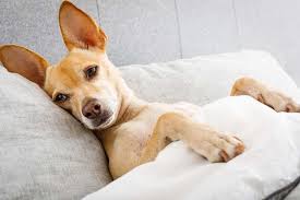 My Dog Has A Cold What Do I Do Therapy Dogs Dog Cold Dogs