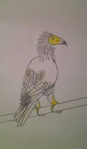 Turkey vulture egyptian vulture griffon vulture, eagle, animals, king, bird png. Egyptian Vulture By Snowythebird On Deviantart