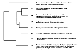 Image result for Mikania sagittifera