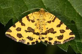 Günter krings nordeifel er ist kein gefährliches raubtier, der pantherspanner. Pseudopanthera Macularia Pantherspanner 2 37 Pseudopanthera Macularia Pantherspanner Natur Im Austria Forum