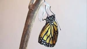 images?q=tbn:ANd9GcTa0W6UoZSq5WrHkDwrEPB