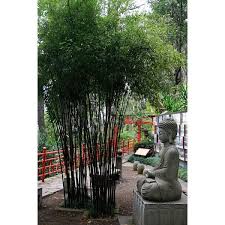 Black Bamboo Plants For Sale Ireland Pin On Gardens