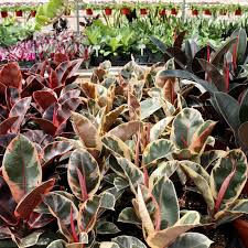 Image result for Ficus elastica