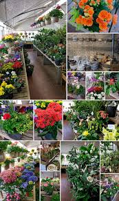 For more than 70 years, south ashland florist and greenhouse was a community staple. Charvat The Florist Greenhouse