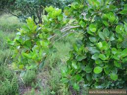 Image result for Apodytes