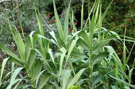 Image result for Arundo donax
