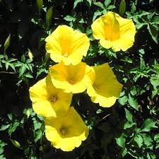Yellow Morning Glory Vine Merrima Aurea Heat Loving Native Of Baja California Mexico Prefers Some Morning Glory Vine Morning Glory Flowers Garden Vines