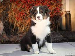Border collie & bernese mountain dog mix (aka bordernese). Border Collie Mix Puppies For Sale Greenfield Puppies