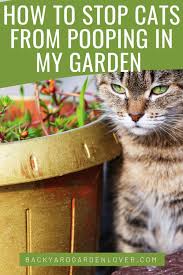This means that you barely need to assist them at all when it comes to getting them to use a specific piece of land or a particular area to go relieve themselves in. Pin On Best Vegetable Gardening Ideas