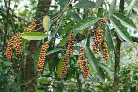 Image result for Citharexylum