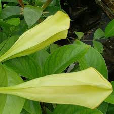 Image result for Limosella grandiflora