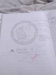 Draw A Label Diagram Of Nucleus Brainly In And do tell me on. draw a label diagram of nucleus