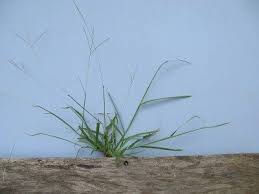Large crabgrass doesnt like a close shave, so it doesnt thrive as well in groomed areas such as lawns, but it grows more easily in open pastures and fields. Crabgrass Killer Getting Rid Of Crabgrass