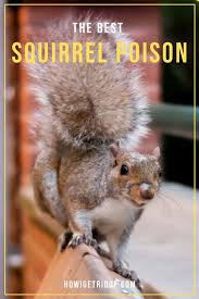 Squirrels are usually classified as a pest species due. Best Squirrel Poison How I Get Rid Of
