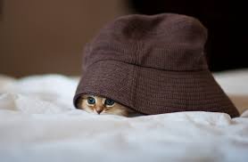 I hope this cute kitten wallpaper no 10 will be a good alternative picture for customizing your desktop. 50 Cute Kittens You Need To See The Cutest Kitten Photos Ever