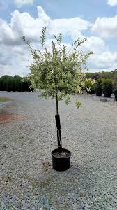 Image result for Salix