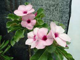 Image result for Adenium boehmianum