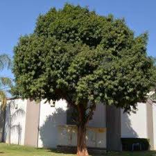 Image result for Ekebergia capensis