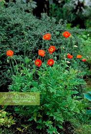 We could deliver flowers from 8am to 8pm 7days a week and normally it takes. Meconopsis Cambrica Stock Photo By Howard Rice Image 0161875